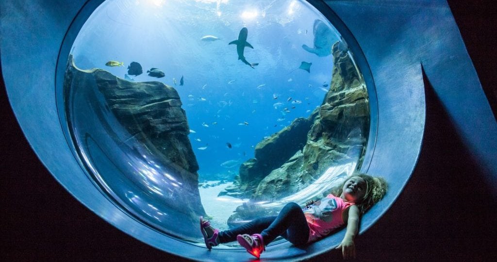 Georgia Aquarium Becomes 1st Aquarium to be Certified Autism Center
