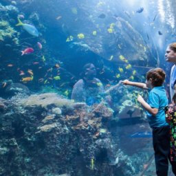 GA Aquarium Family trip