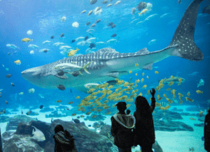 GA Aquarium kids looking at shark