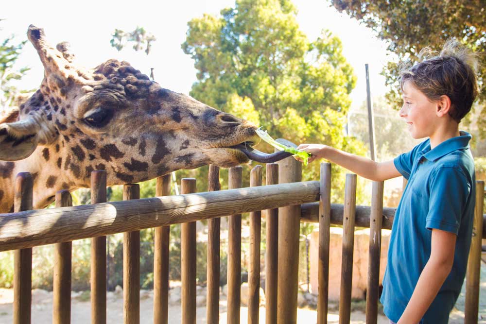 Santa Barbara Zoo Giraffe