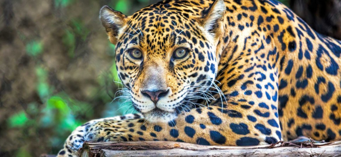 Fort Worth Zoo Jaguar