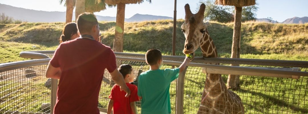 Visit Greater Palm Spring Giraffe Feeding
