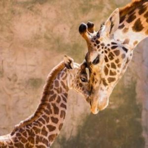 Santa Barbara Zoo Giraffe Experience