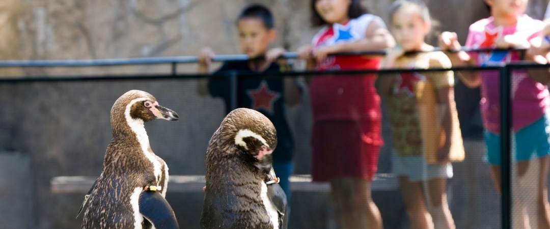 Santa Barbara Zoo Penguin Experience