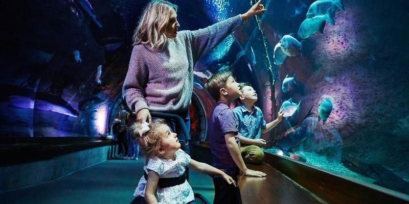 Springfield Aquarium experience
